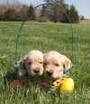 Golden-Retriever-Puppies-3-male-and-1-female